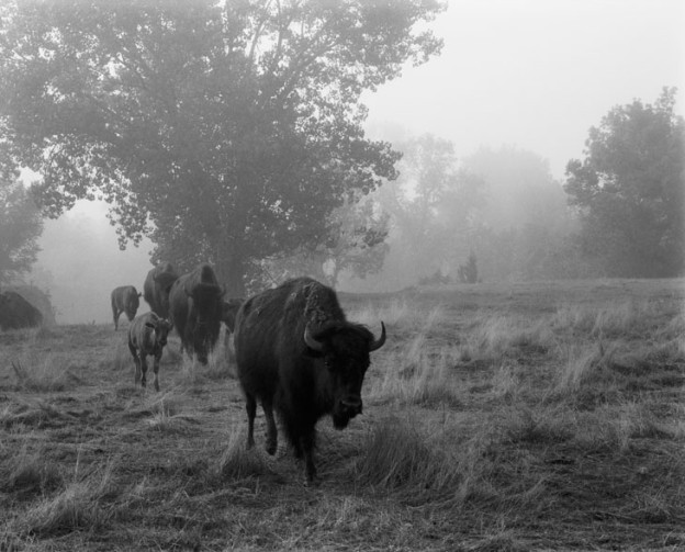 The Merrival Family’s Buffalo Ranch, 2004